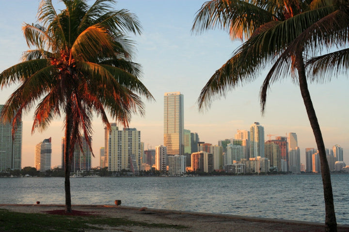 Miami skyline seen through palm trees across Biscayne Bay