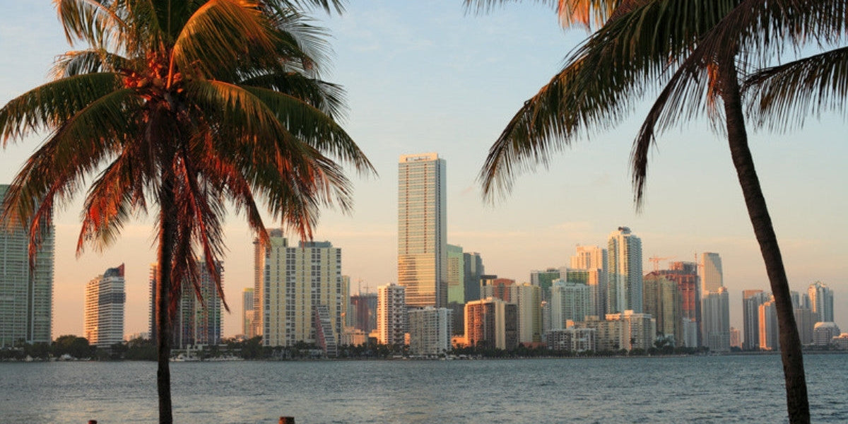 Miami skyline seen through palm trees across Biscayne Bay
